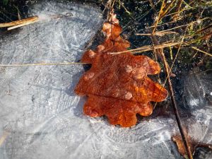 19 2024 02 Bildbesprechung USchomer 3